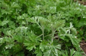 艾草的另类用途，你知道多少？