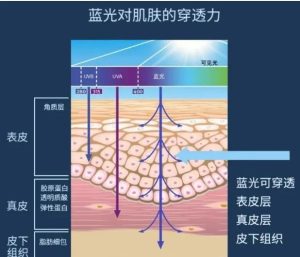 肌肽有什么作用