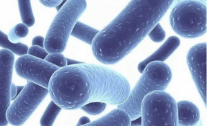 萝薇3项科技创新引领生物发酵护肤新趋势